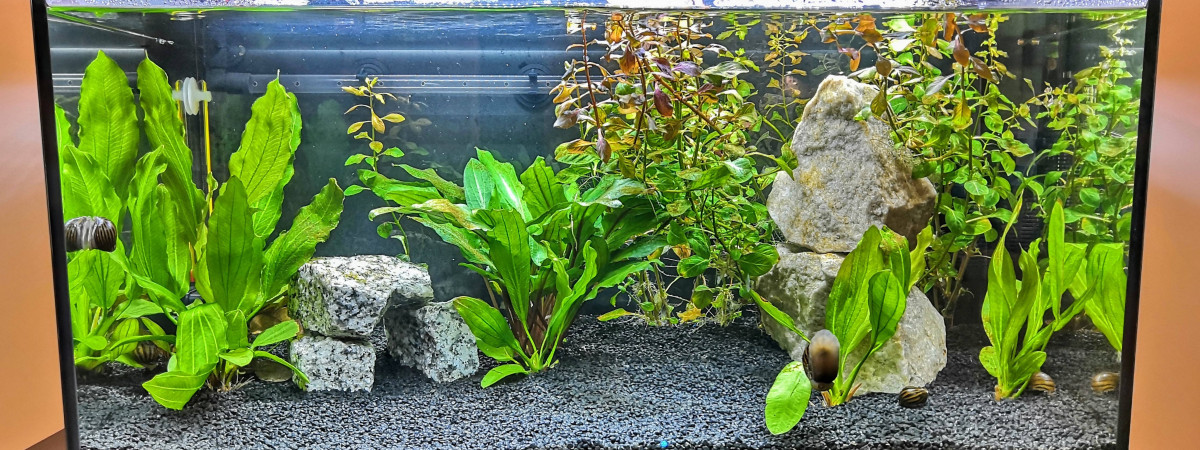 aquarium Aquarium salon
