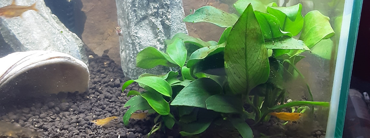 aquarium Nano cube