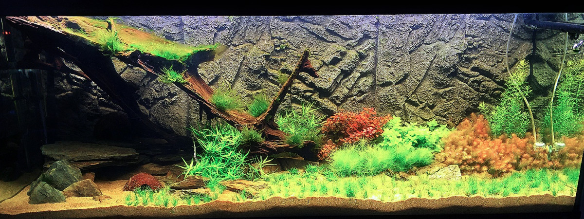 aquarium Arno-1