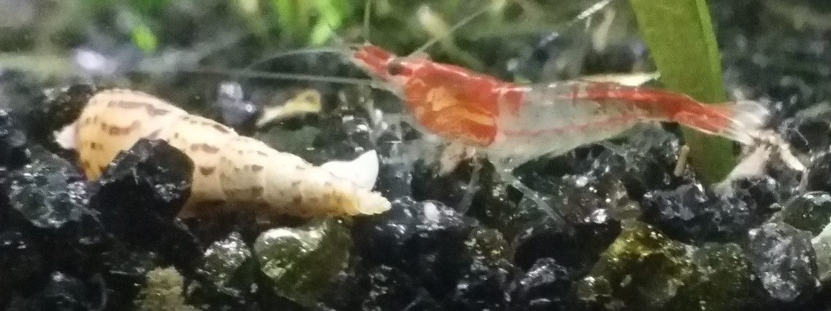 aquarium Aquarium 20 l
