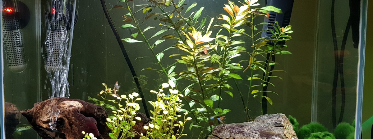 aquarium Aquarium 1
