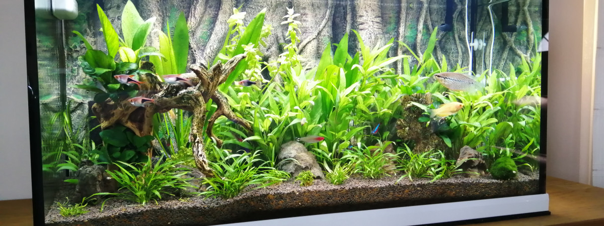 aquarium amtra