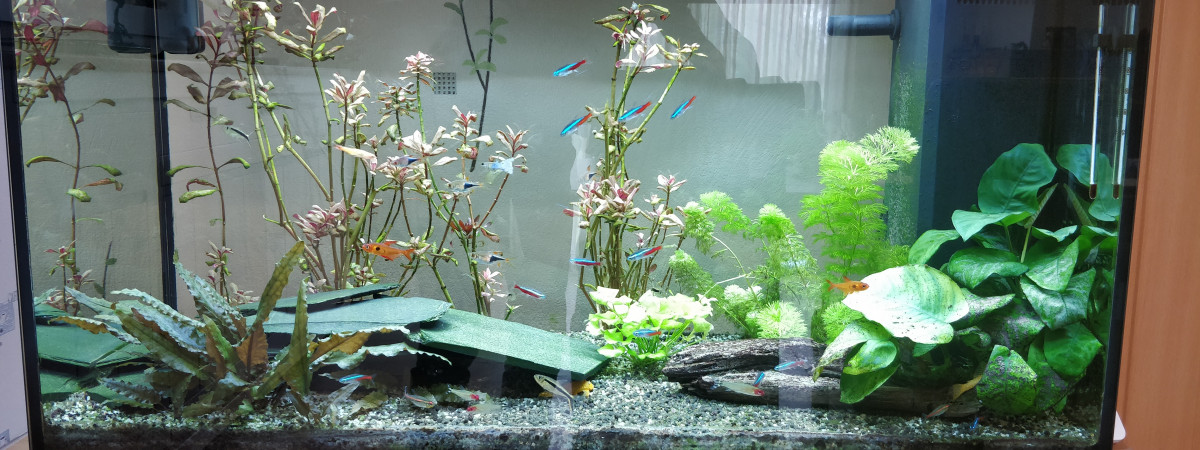 aquarium 125L