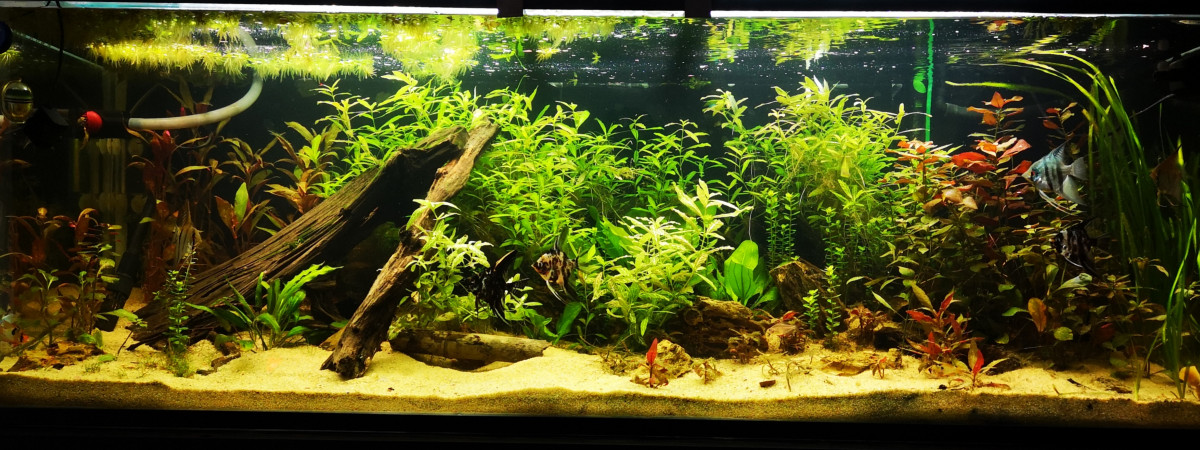 aquarium 400L Amazone