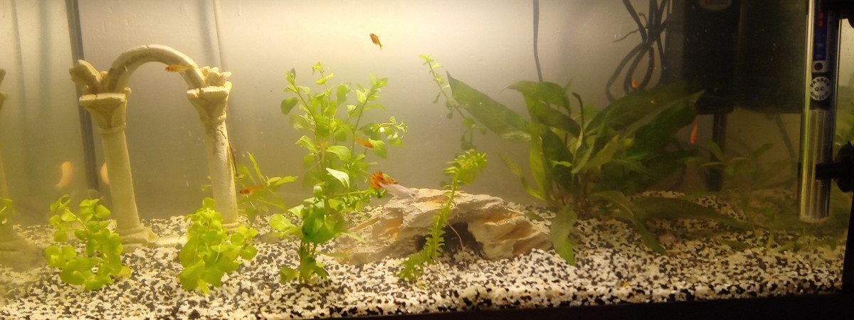 aquarium casa