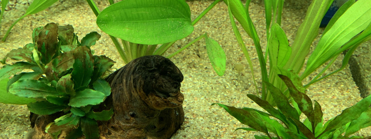 aquarium Laur200