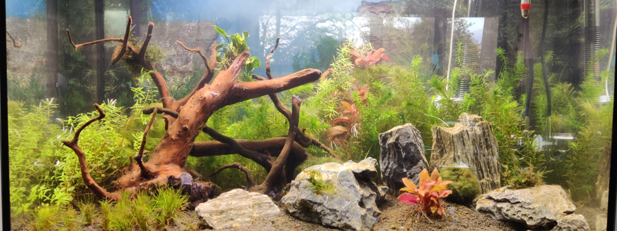 aquarium ZZAquatlantis 80