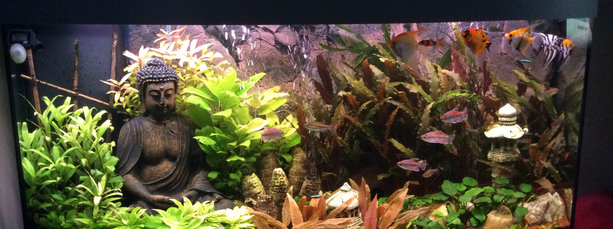 aquarium Bouddhiste
