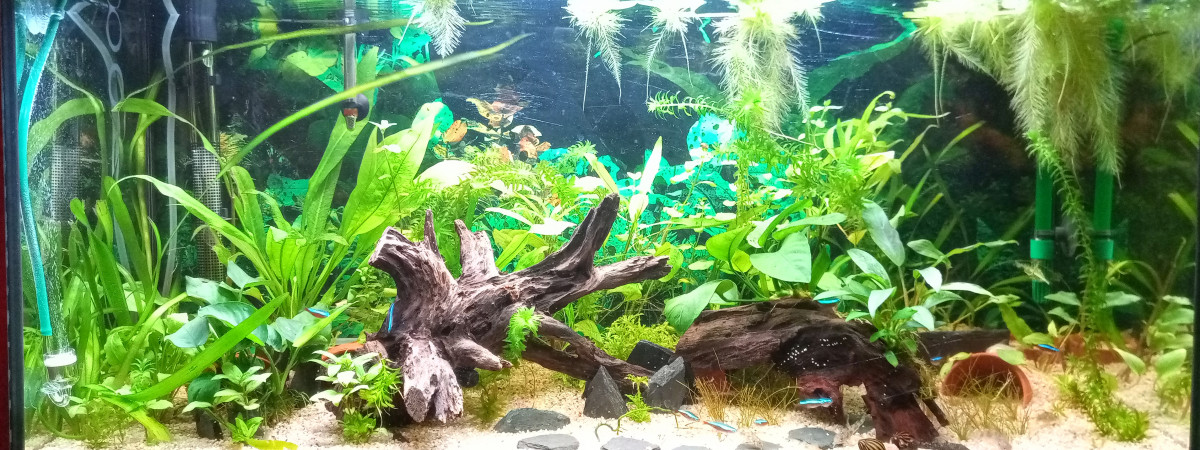 aquarium Aqua 01
