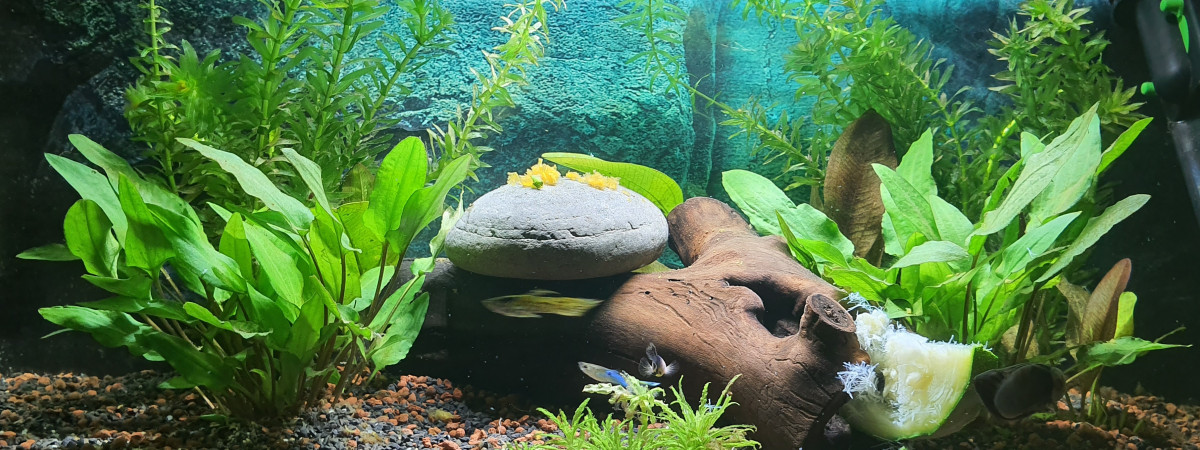 aquarium Aqua-Joe 60L