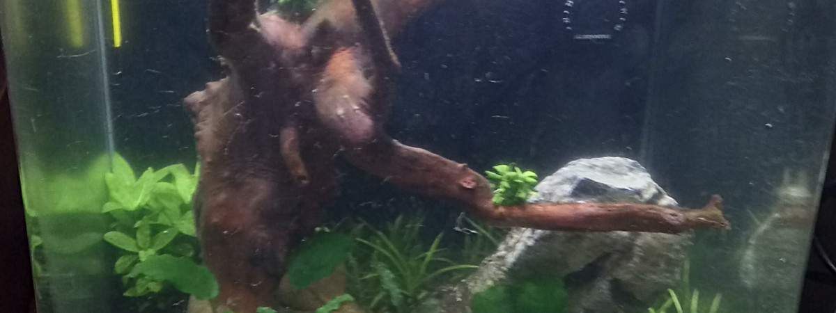 aquarium Betta Splendens