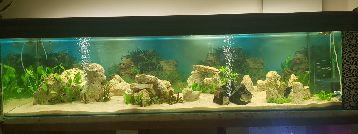 aquarium 1000 litres