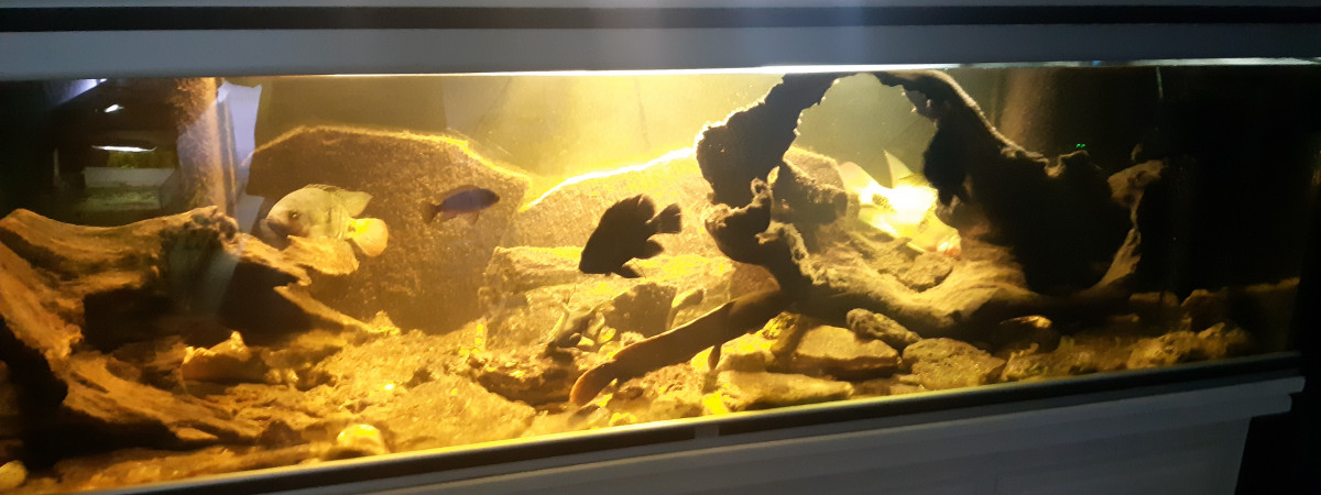 aquarium Aquarium  cichlides  americain