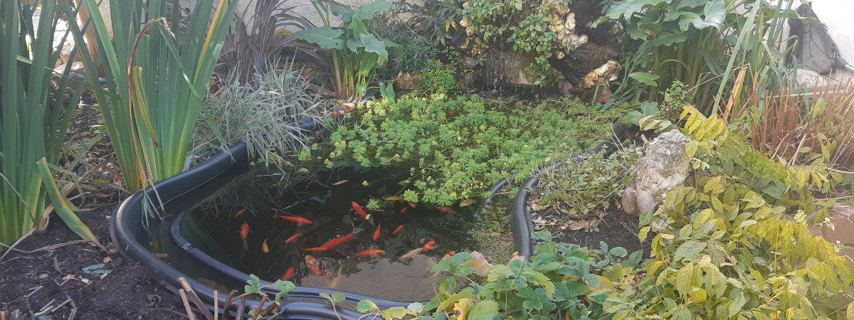 aquarium bassin exterieur