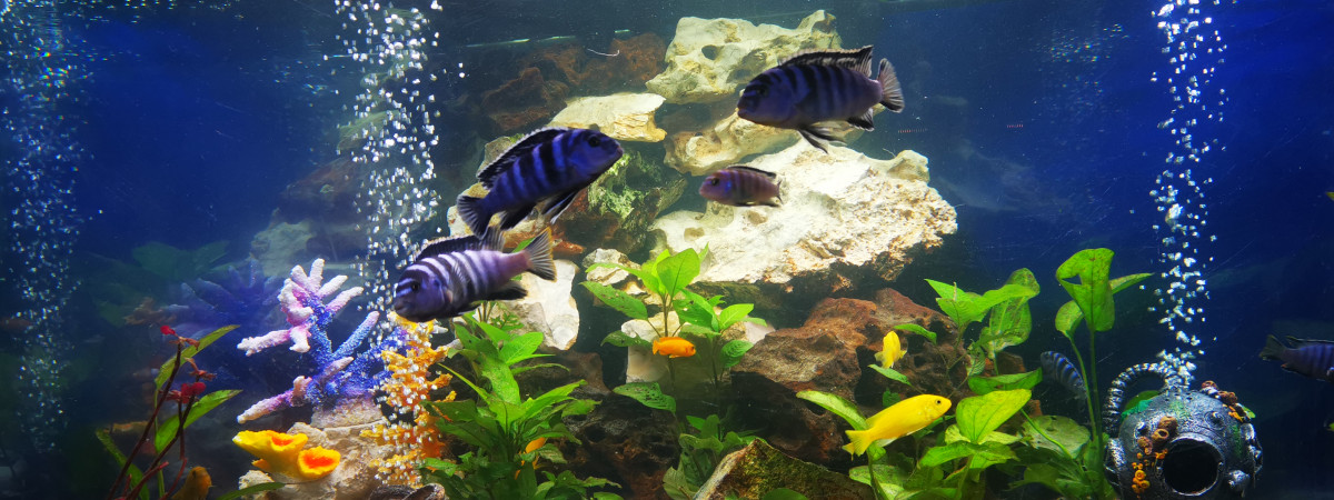 aquarium Cychlidés du lac Malawie