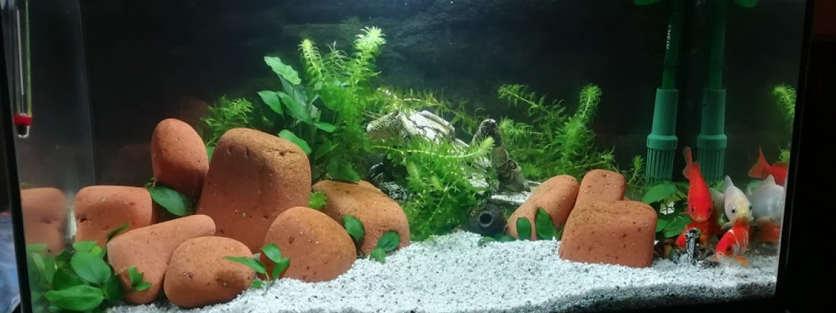 aquarium Aquarium 60 L