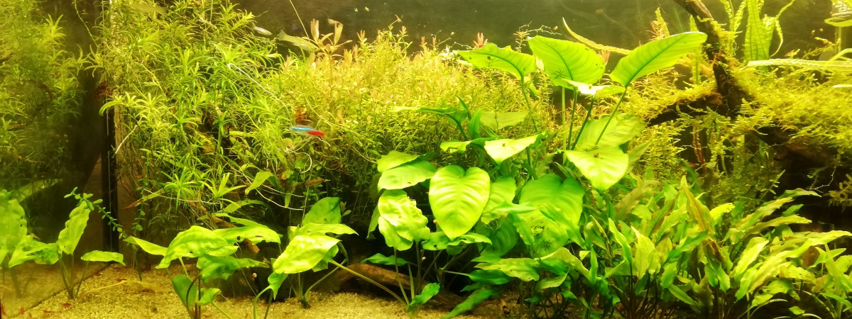 aquarium Low tech