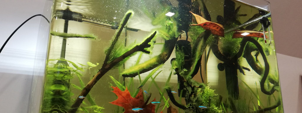 aquarium 55L Amazonie