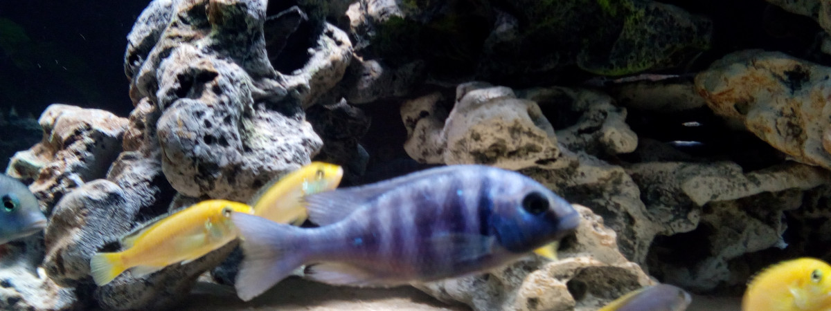 aquarium Malawi 720