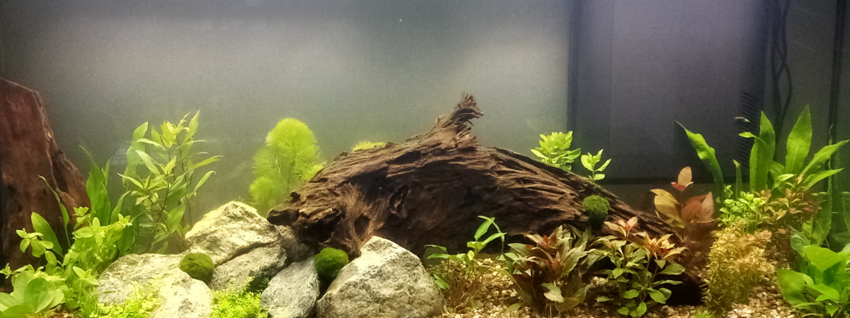 aquarium deretour