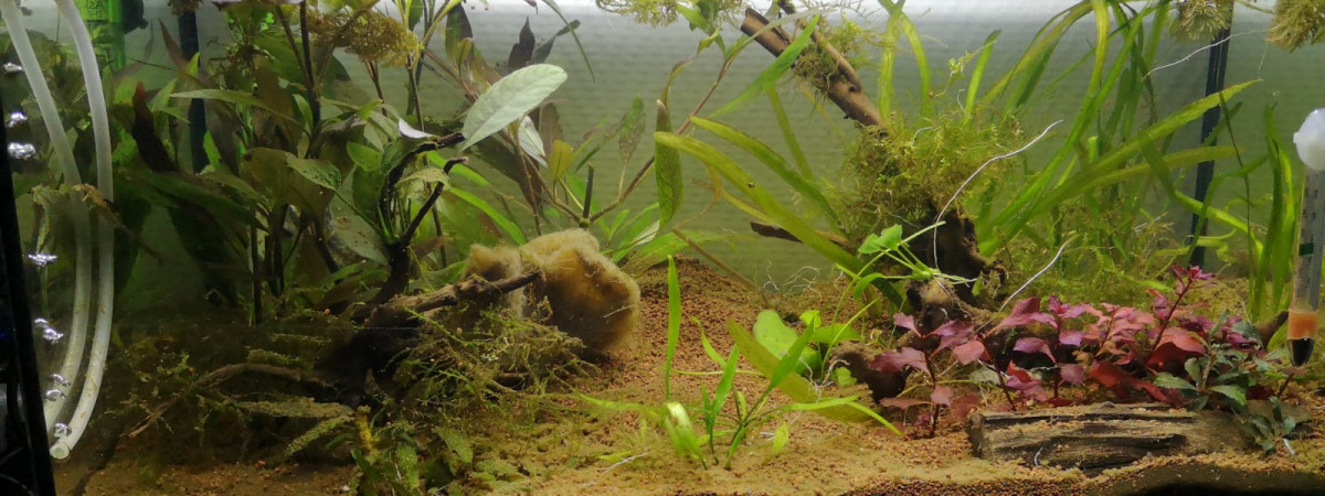 aquarium 60l betta