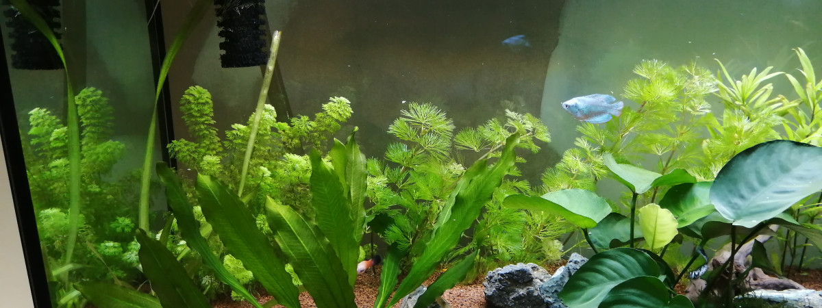 aquarium AQUATLANTIS 200L