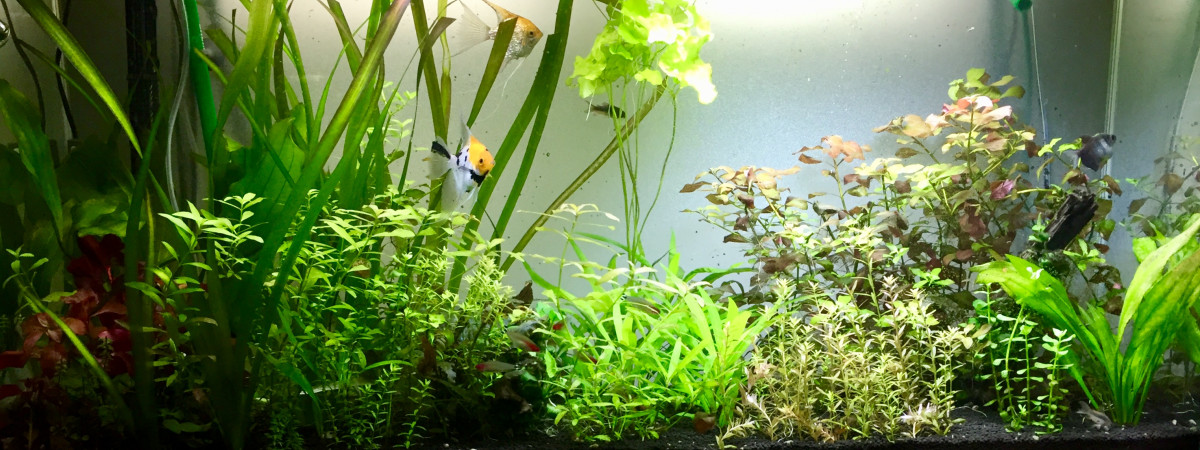 aquarium 210 Litres de la maison