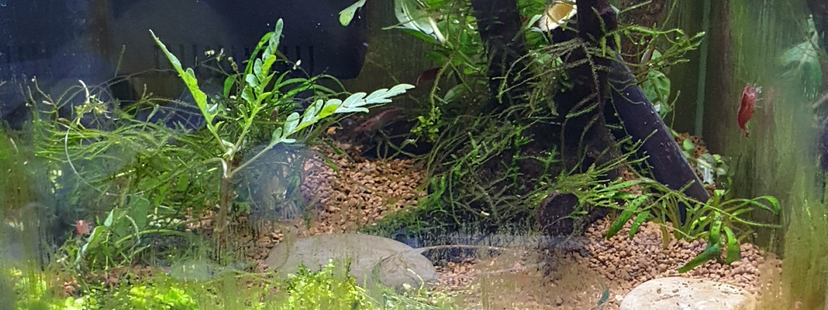 aquarium Nano red cherry