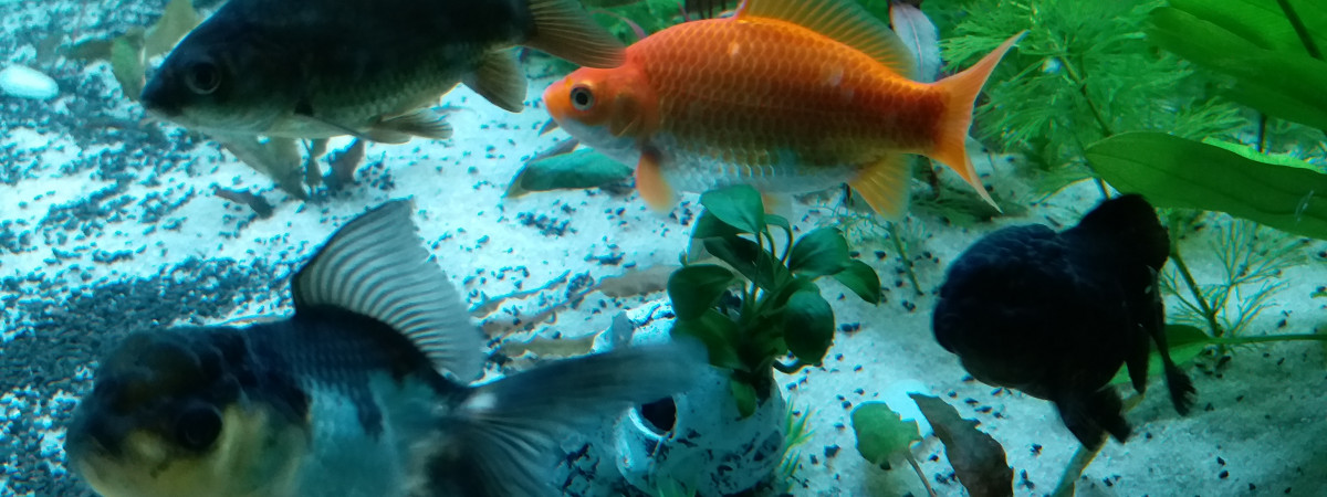 aquarium Poissons Rouge