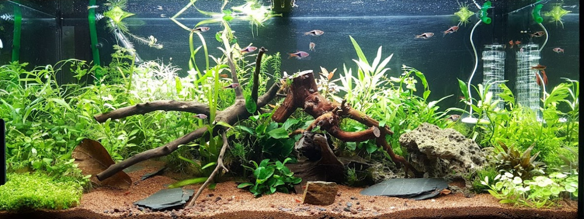 aquarium Premier aquarium