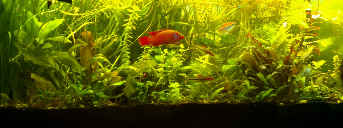 aquarium 200L