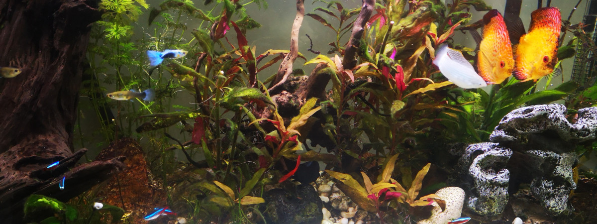 aquarium aquatlantis