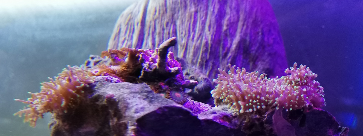 aquarium zen