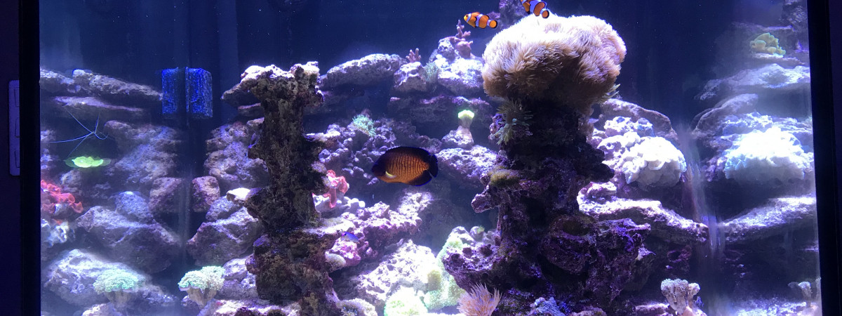 aquarium mon cube 450 litres