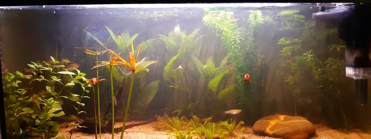 aquarium aquarium low tech