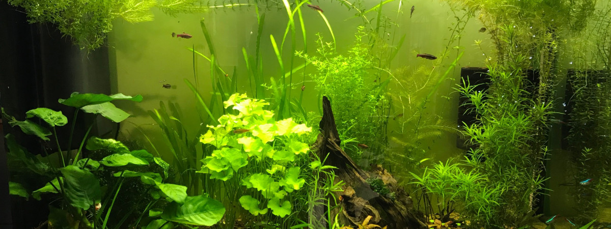 aquarium Aquarium