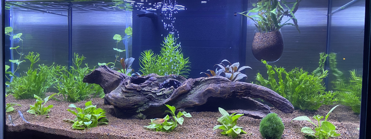 aquarium Aquarium Salon
