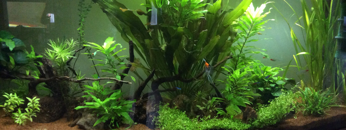 aquarium Amazonien