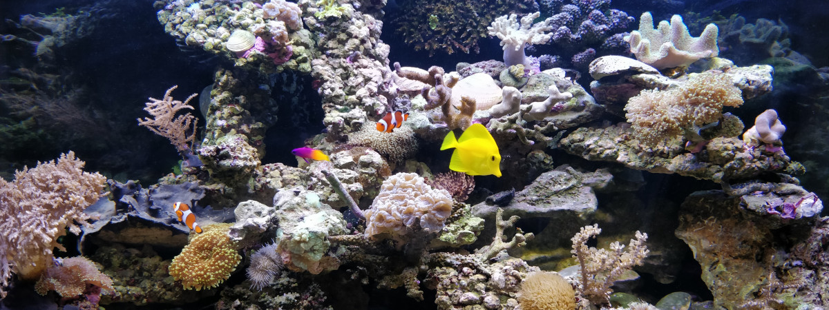 aquarium Récif-home