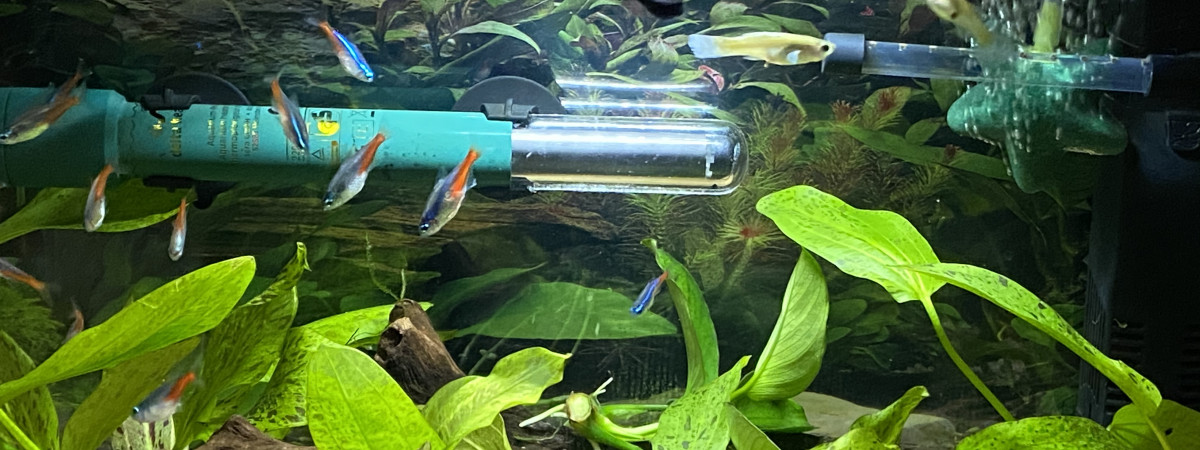 aquarium Guppy et neon