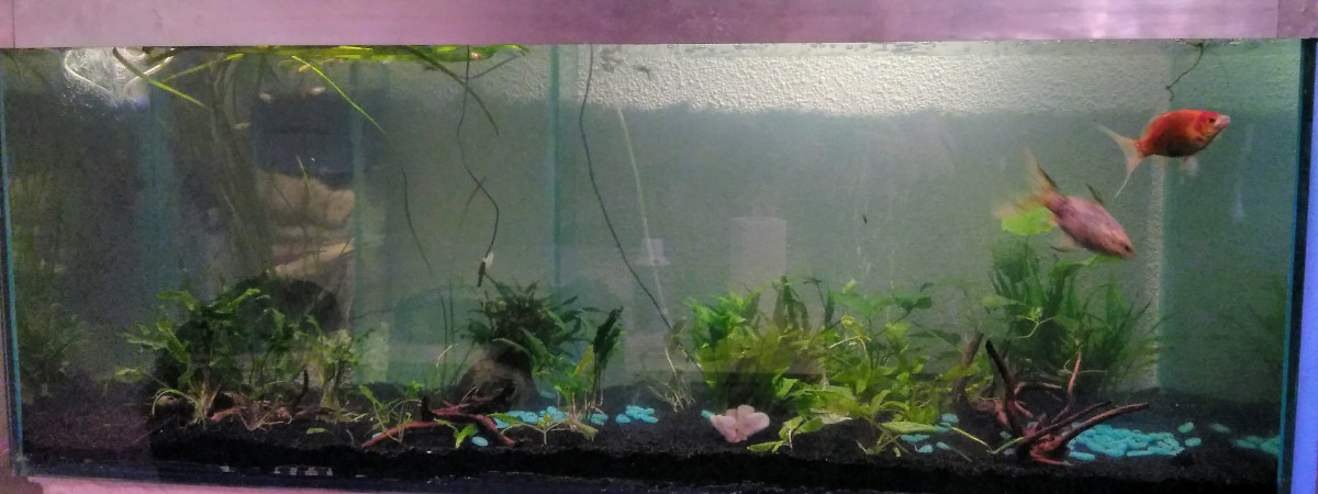 aquarium Aqua1