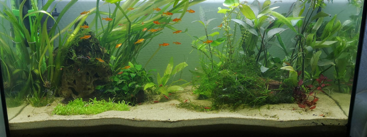 aquarium 96l communautaire
