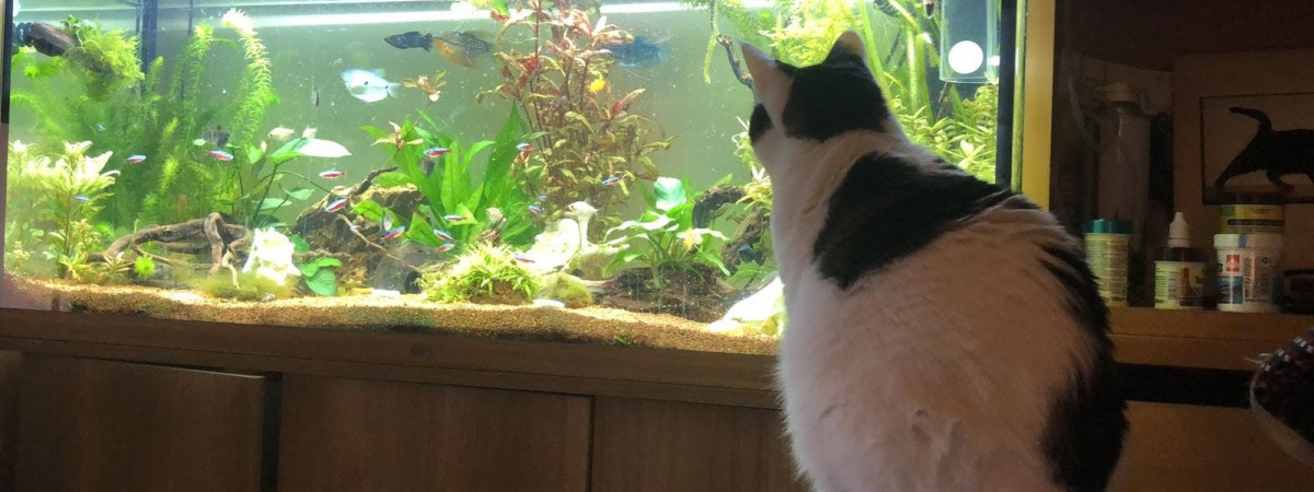 aquarium Juwel 240 Litres planté