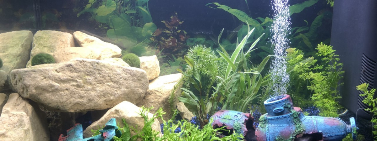 aquarium Mezzanine