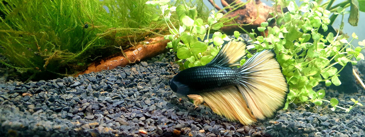 aquarium Georges- Betta splendens
