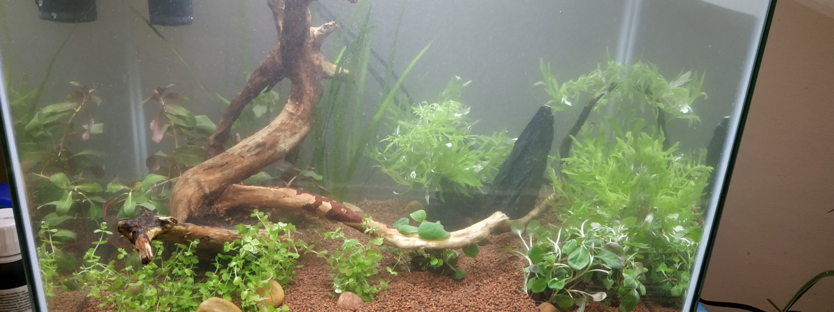 aquarium jaja