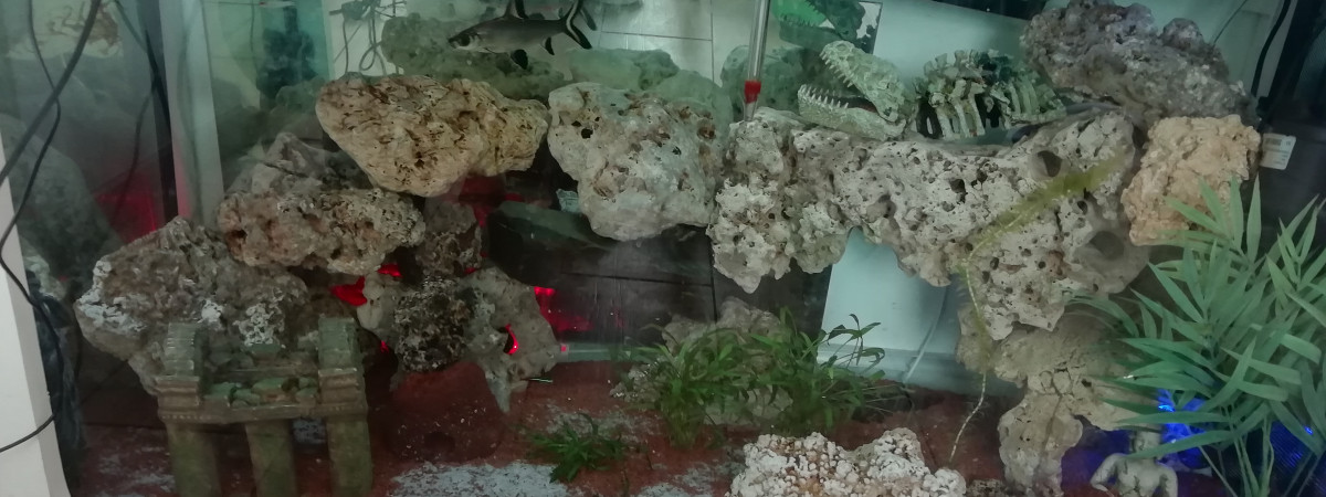 aquarium Aquarium