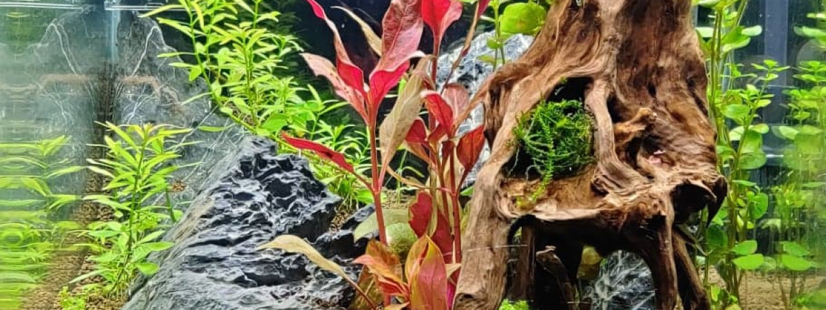aquarium nano 30 L