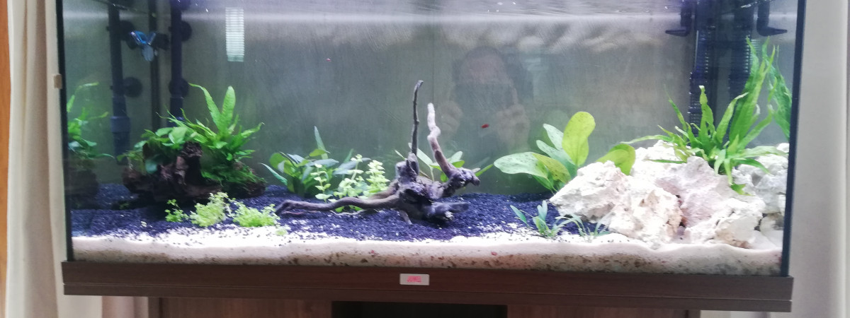 aquarium Biotope amazonien
