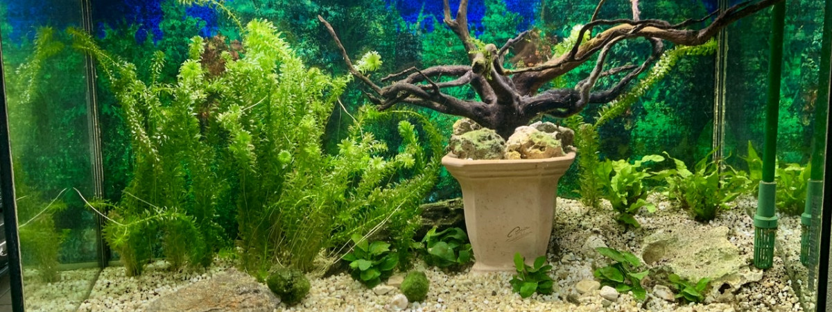 aquarium Poisson rouge